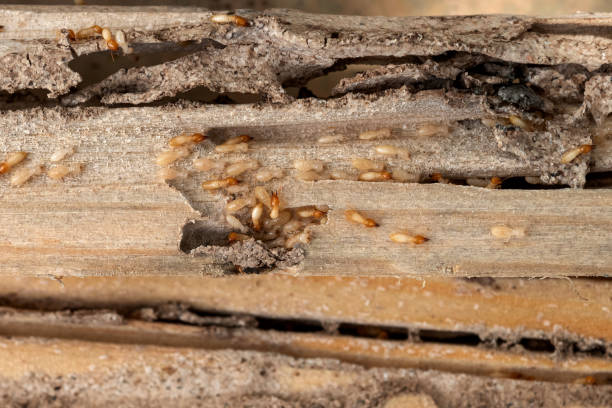 Best Wasp Removal Services  in Howey In The Hills, FL